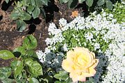 82 - Butchard Gardens  - IMG_1683